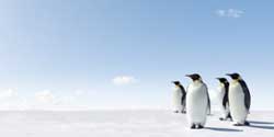 Использование Linux приравняли к пиратству